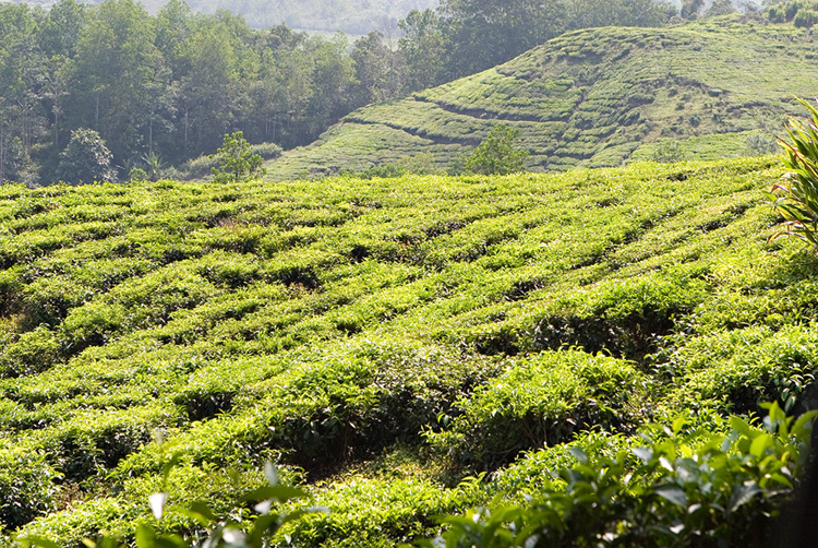 Sabah Teh (Sabah Tea)