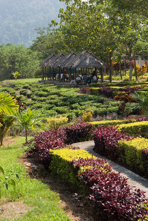 Sabah Teh (Sabah Tea)