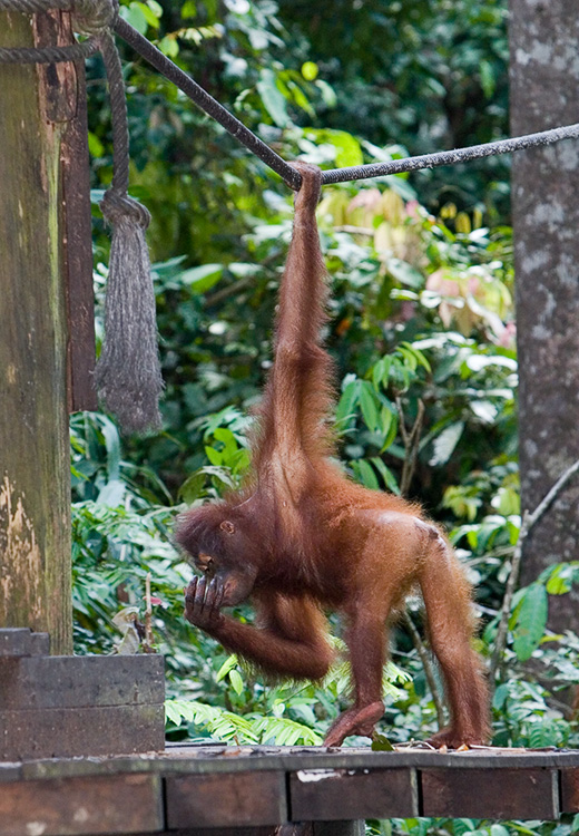 Orangutan