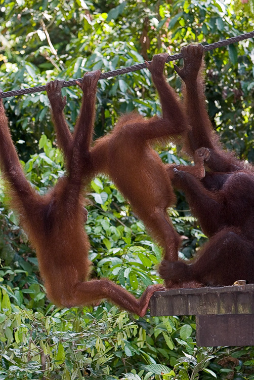 Orangutan