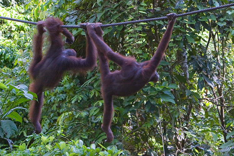 Orangutan