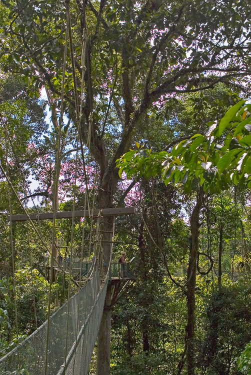Canopy walk Gunung National Park