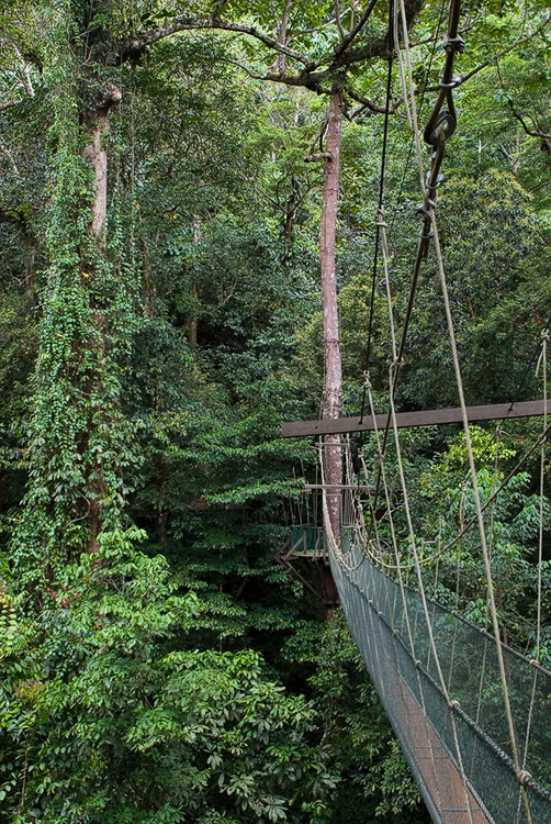 Canopy walk Gunung National Park