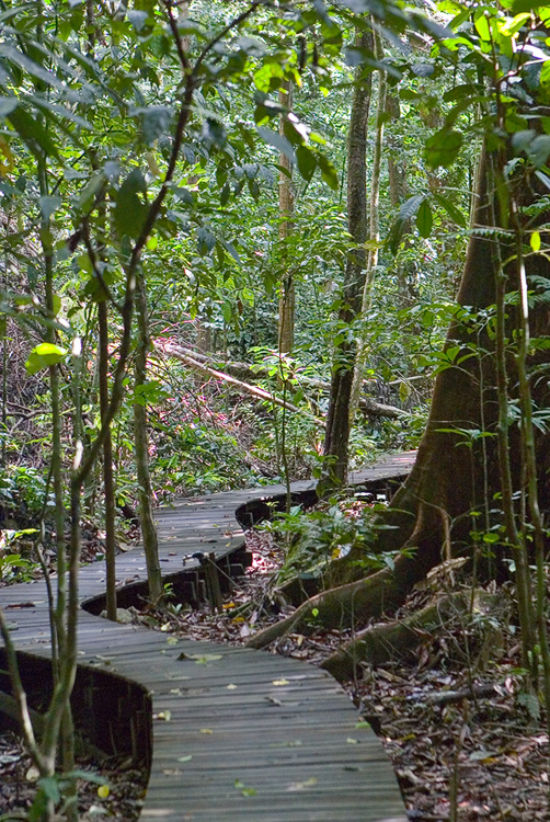 Boardwalk from/to Canopy walk