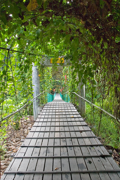 Suspension bridge