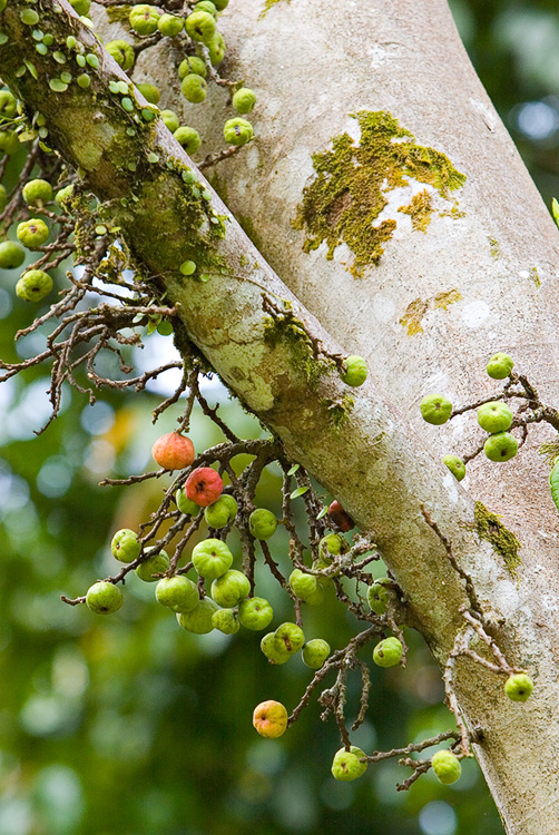 Fruit