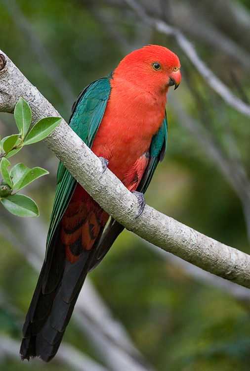 King Parrot
