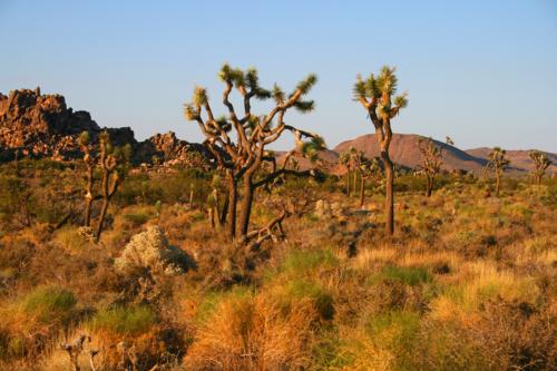 3587 Entering Joshua Tree.jpg