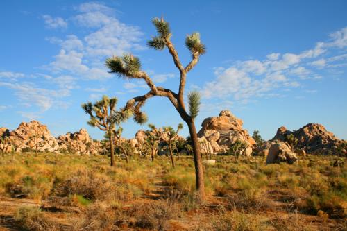 3697 Joshua Tree Close-up.jpg