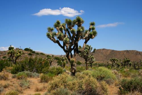 3737 Joshua Tree near Keys View.jpg