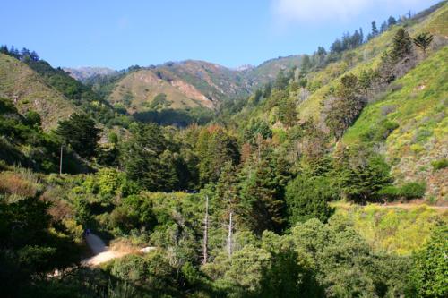 4256 Julia Pfeiffer Burns State Park.jpg