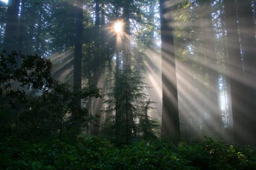 4718 Redwoods starburst.jpg