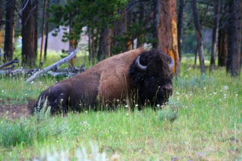 5540 Bison Face Yellowstone.jpg