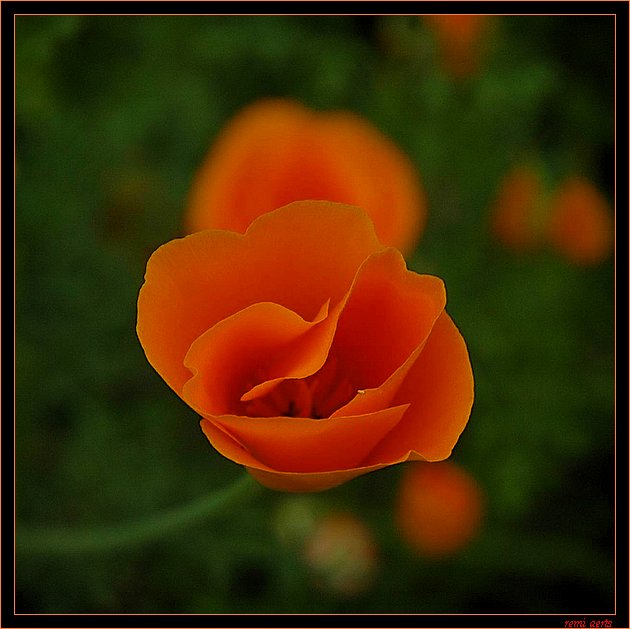 DSC_7885.