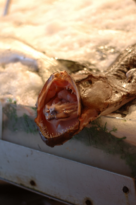 5.07.06 :: Monk Fish - Pike Street Market