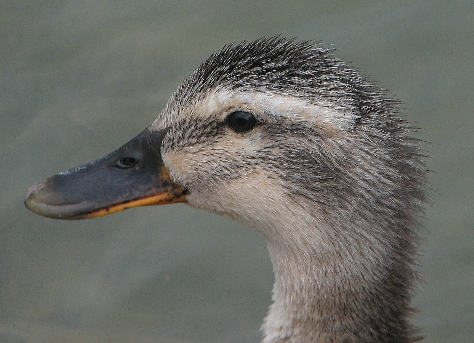 A fine feathered friend..........