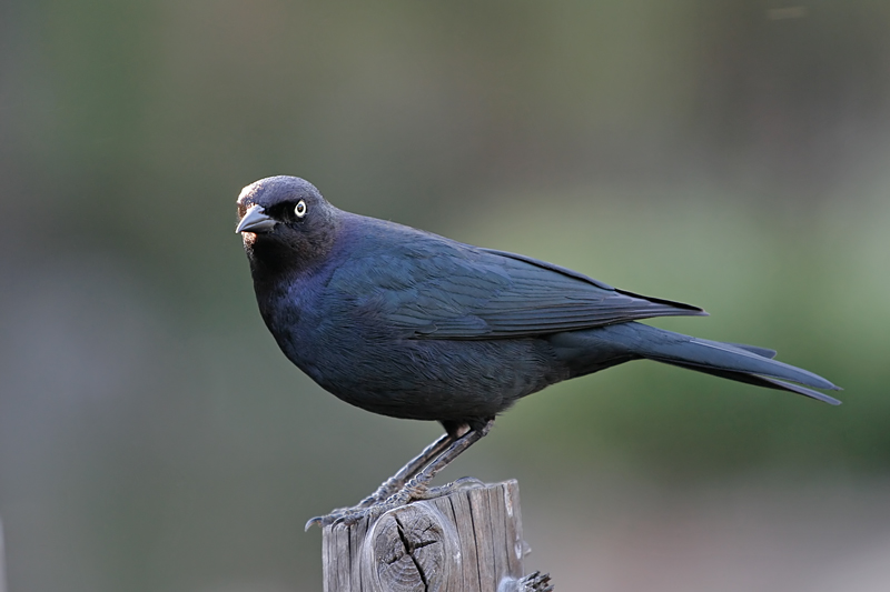 Brewers Blackbird (Male)