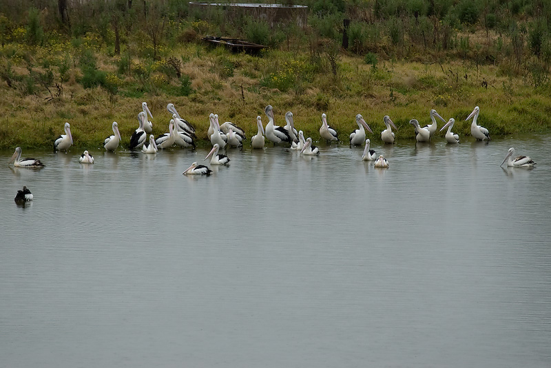 Pelican Party 05/09
