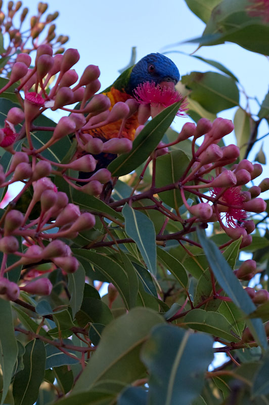 Nectar Feeding 20/01