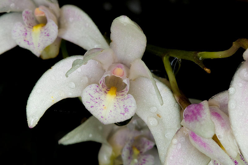 Dendrobium 25/01