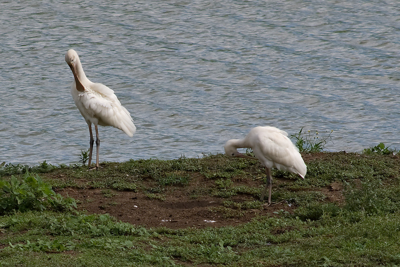 Yellow Billed Spoonbills 26/01