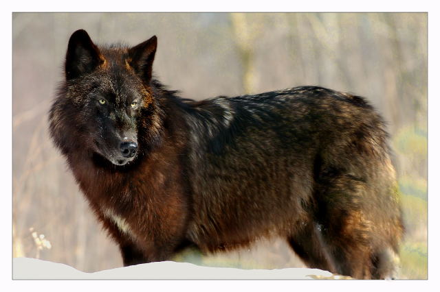 Black Wolf Look B.jpg