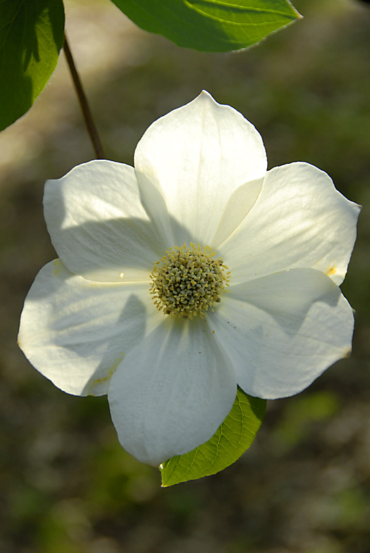 Dogwood