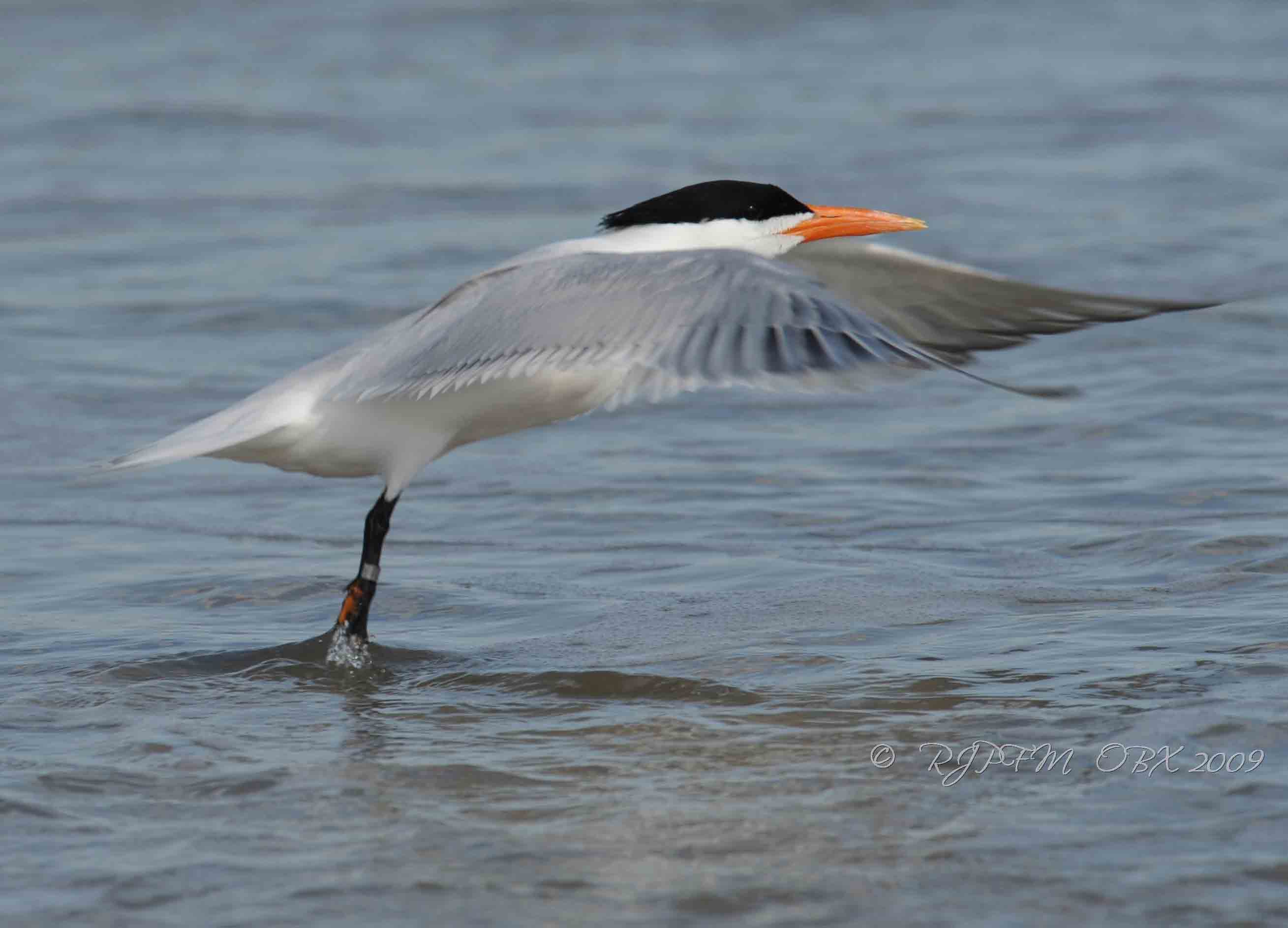 Artic Tern OBX Beach NC