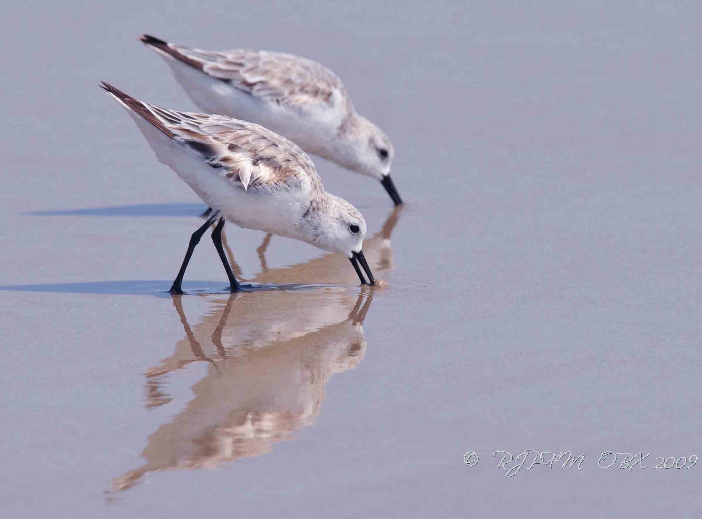 Sanderling OBX Beach NC