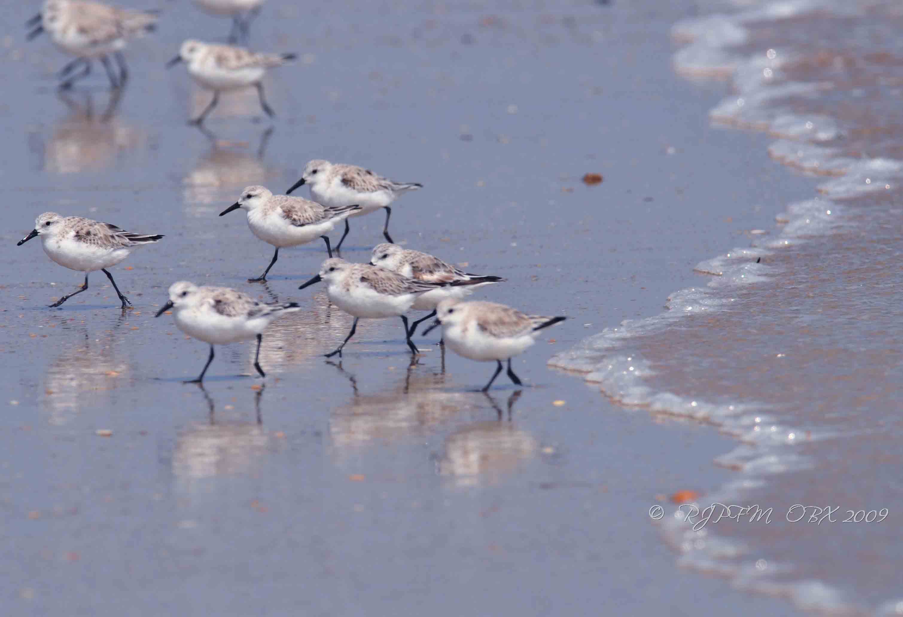 Sanderling OBX Beach NC