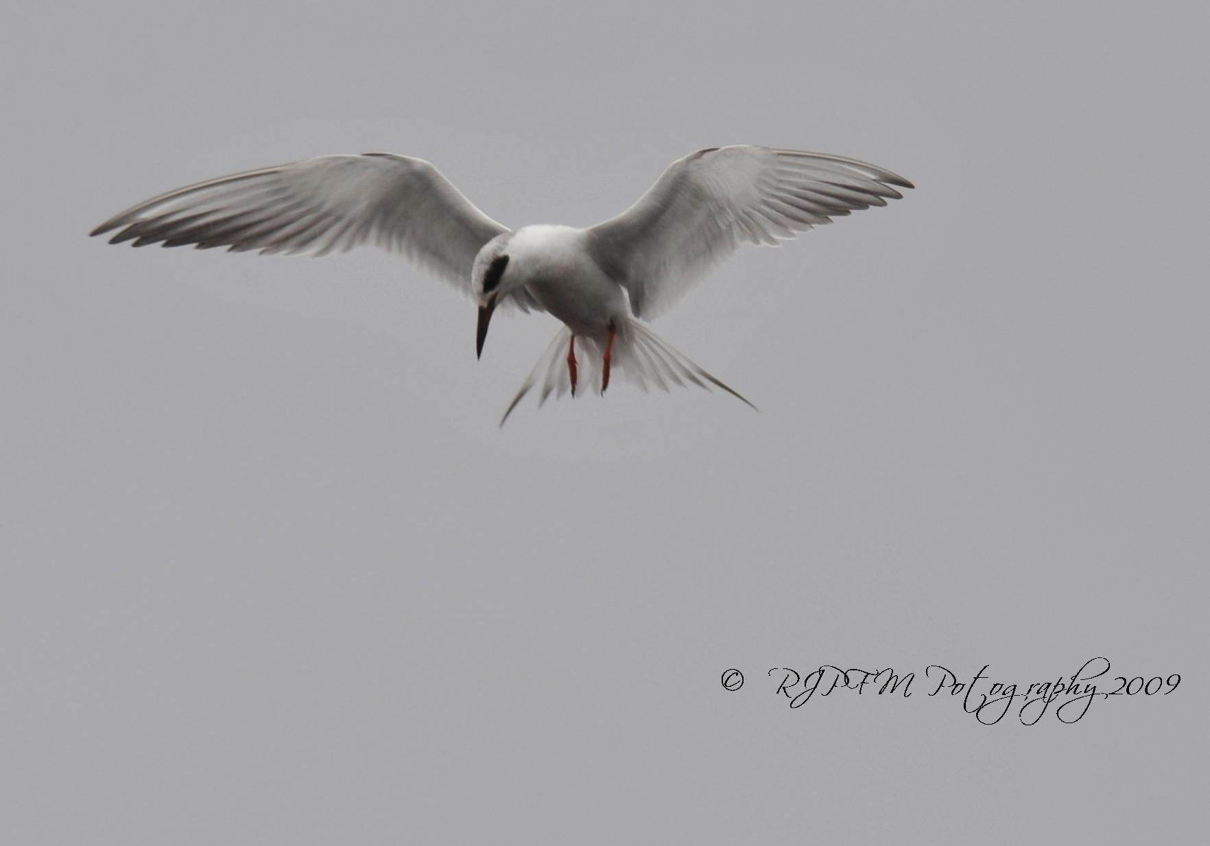 Forsters Tern Chincoteague NWR Va