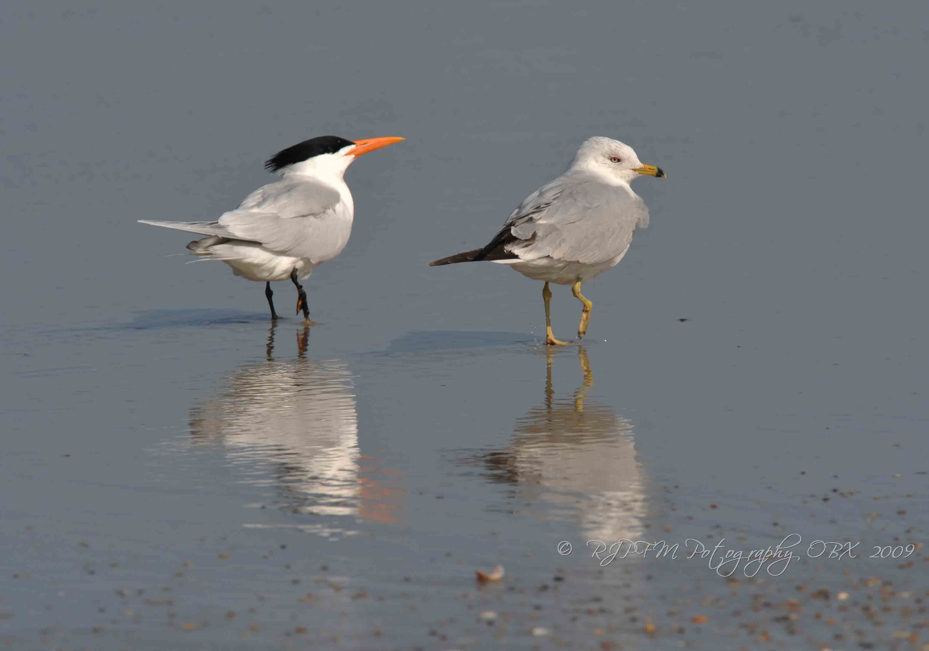 Common Tern Ring-Billed Gull Corrola  Beach OBX Nc
