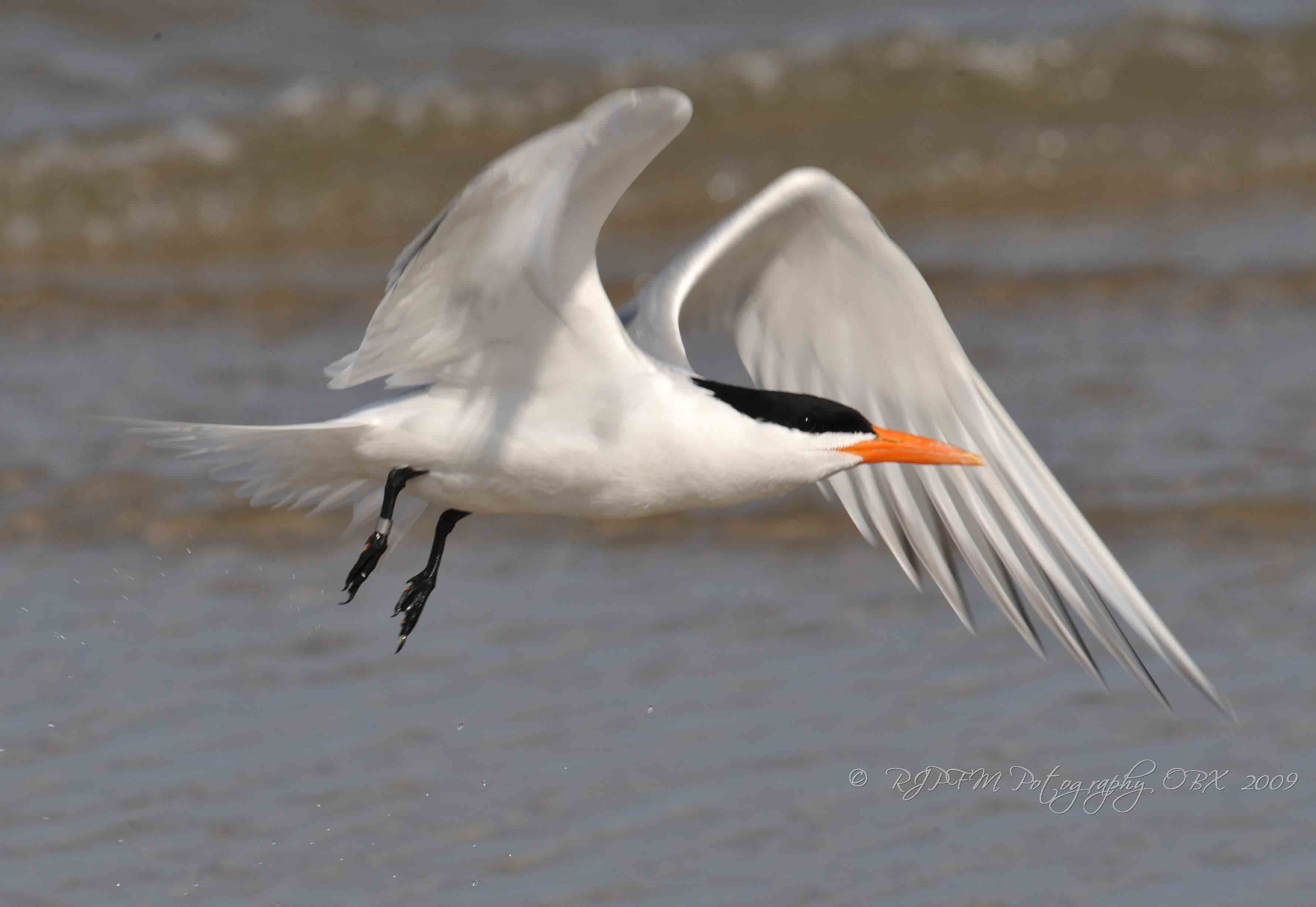 Common Tern Corrola Beach OBX Nc