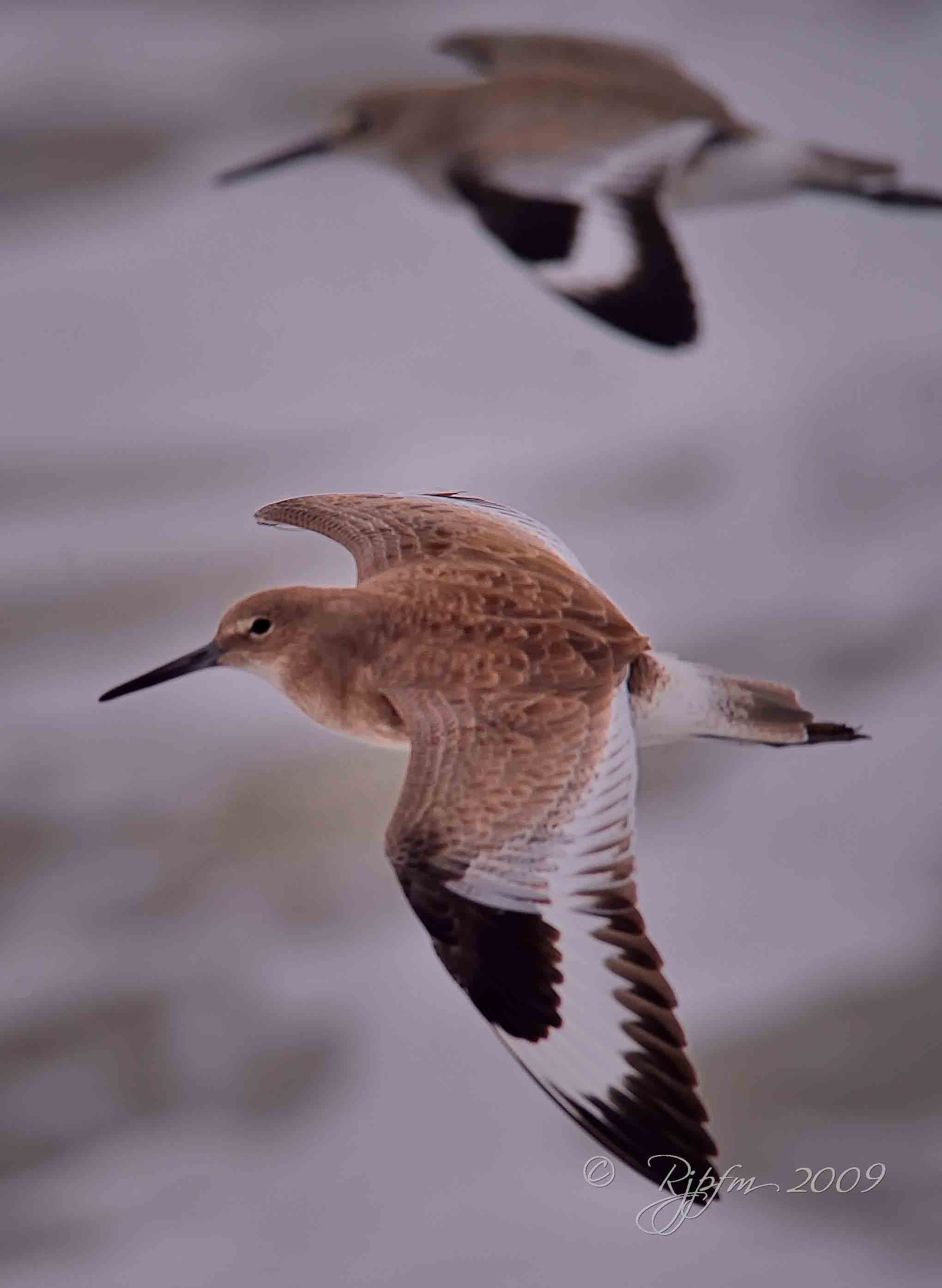 Willet Chincoteage NWR , Va