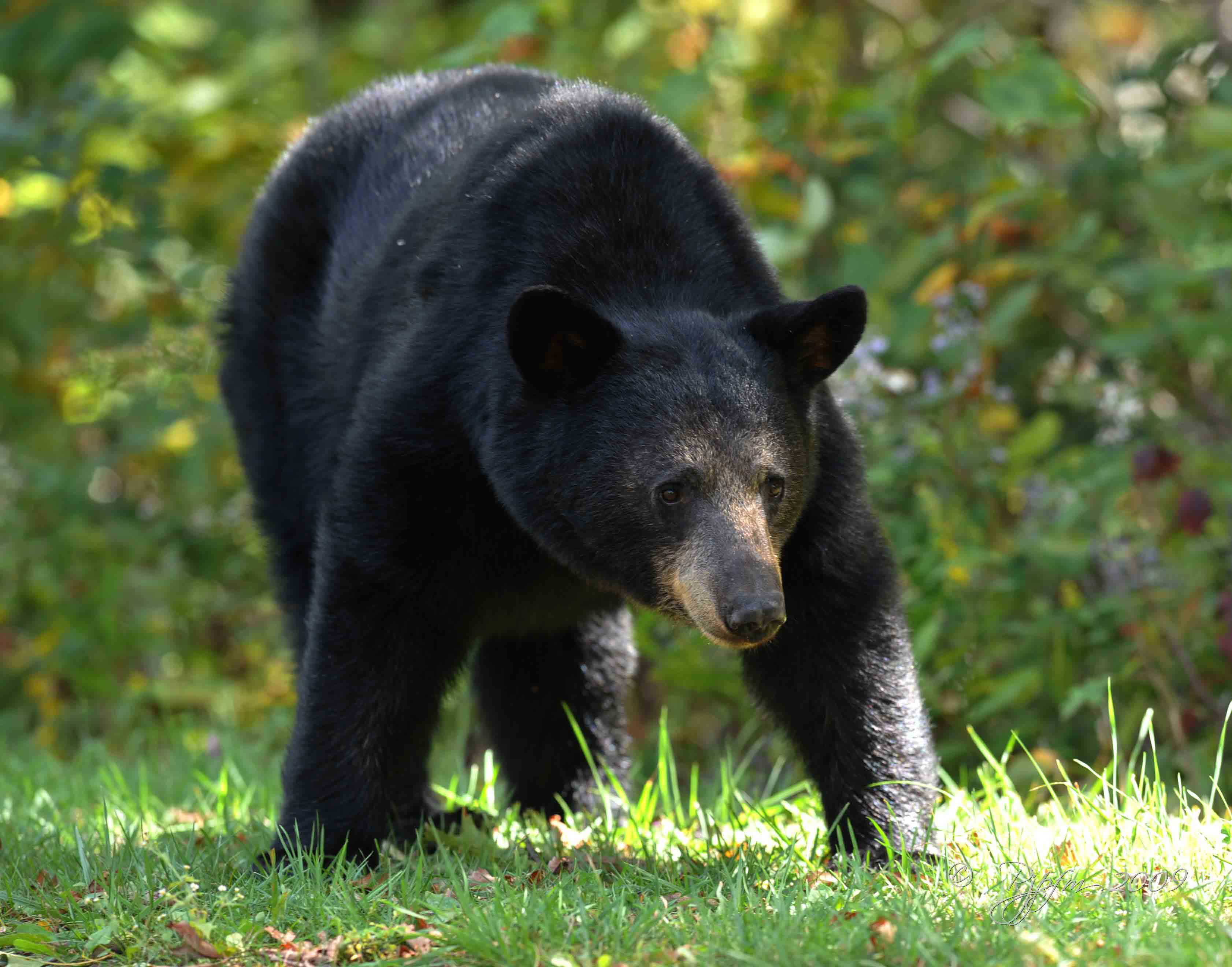 Black Bear Shenandoah NP Va