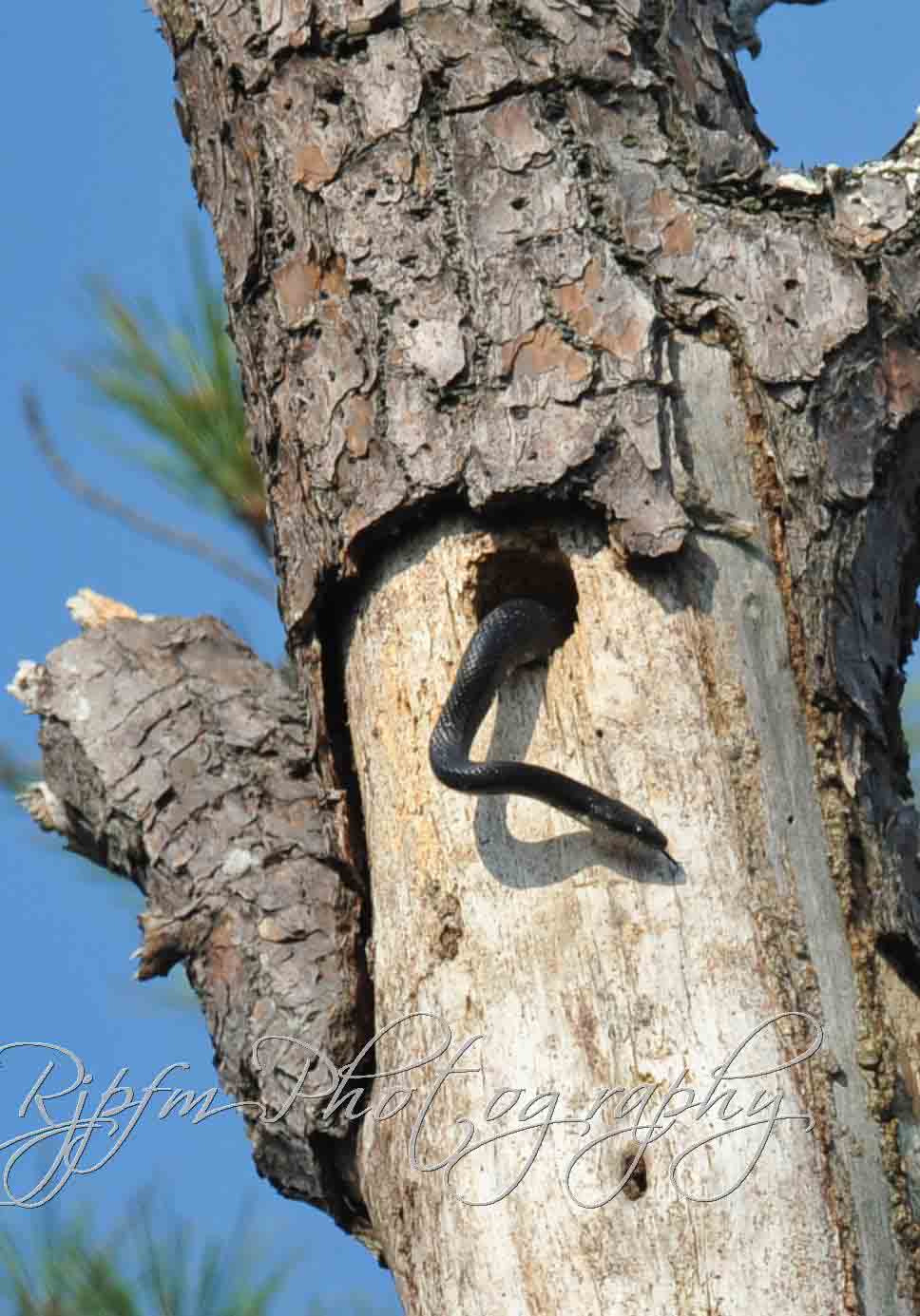 Story of Rat Snake  & a Northern Flicker Blackwater NWR Md