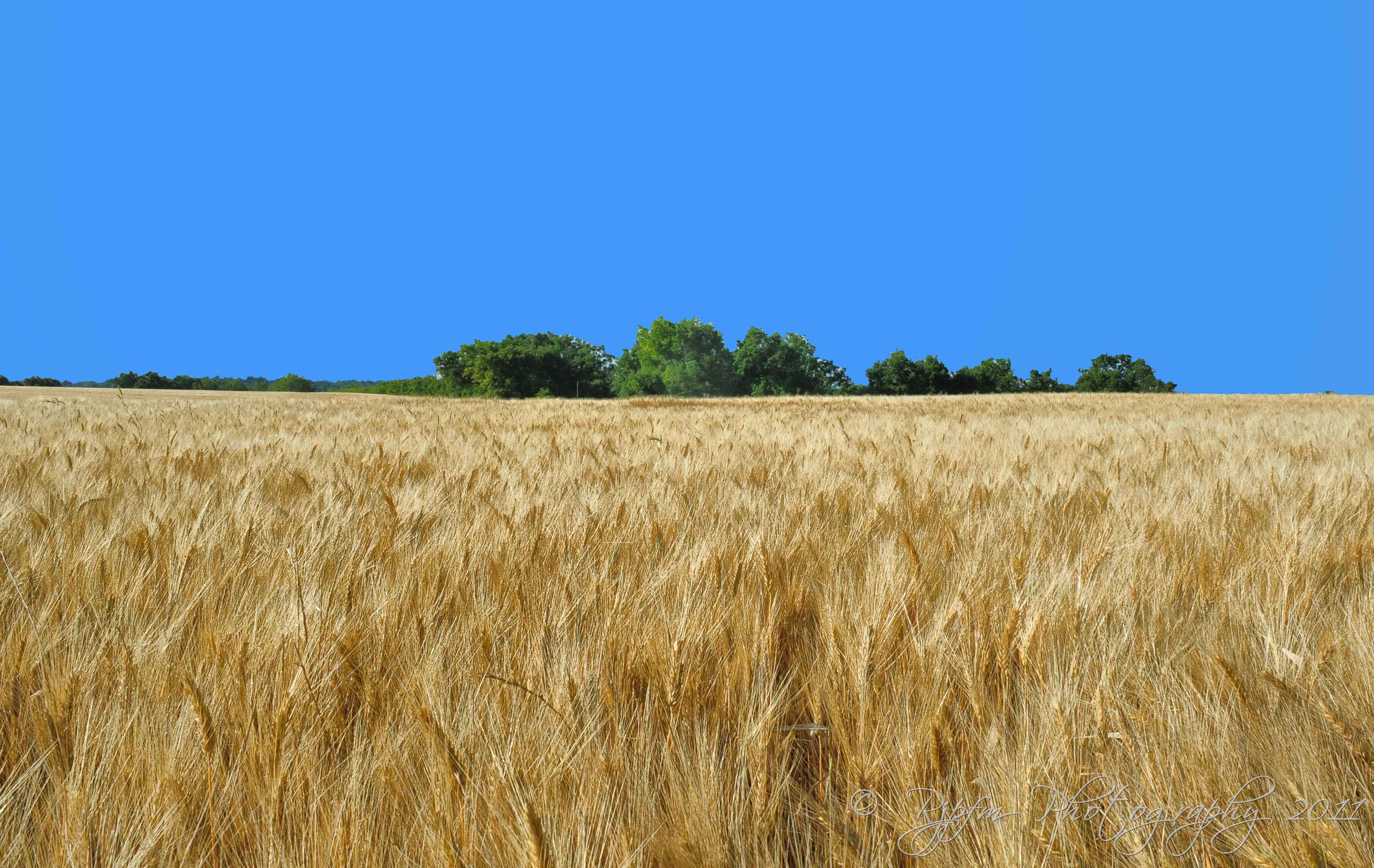 Wheat Field Puimoisson Fr