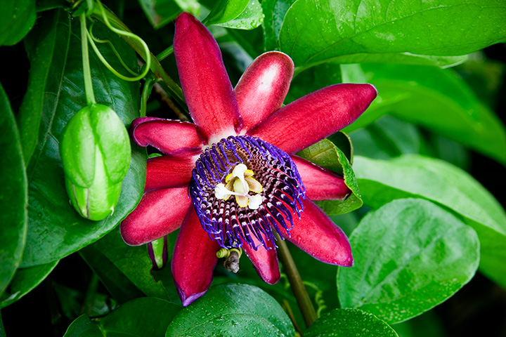 Passion flower - Pure Passion