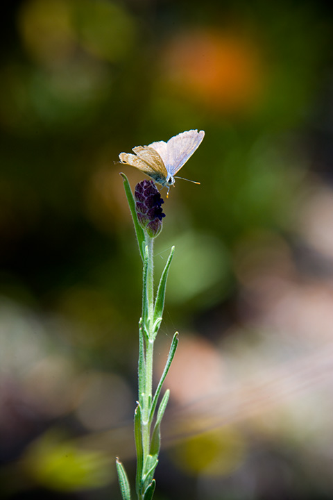 Blue Butterfly