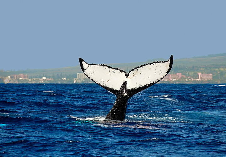 tail White Tail