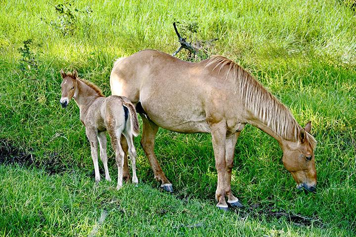 horse - Tenderfoot
