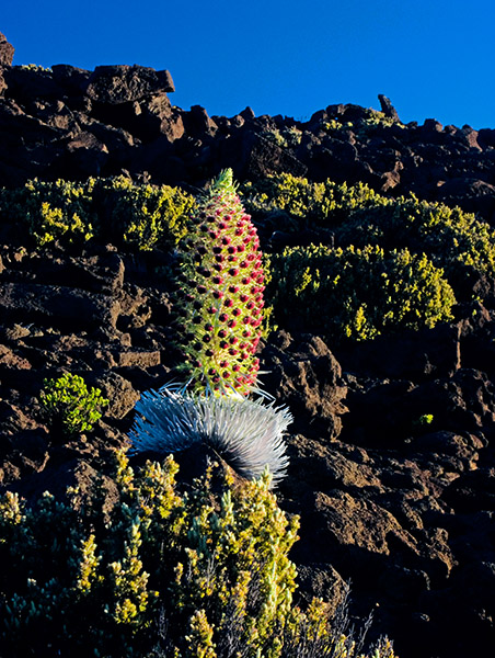 Silversword  (PICT0077)