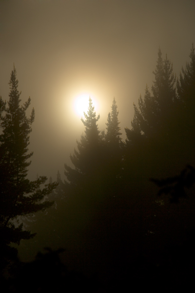10481 mist and pines