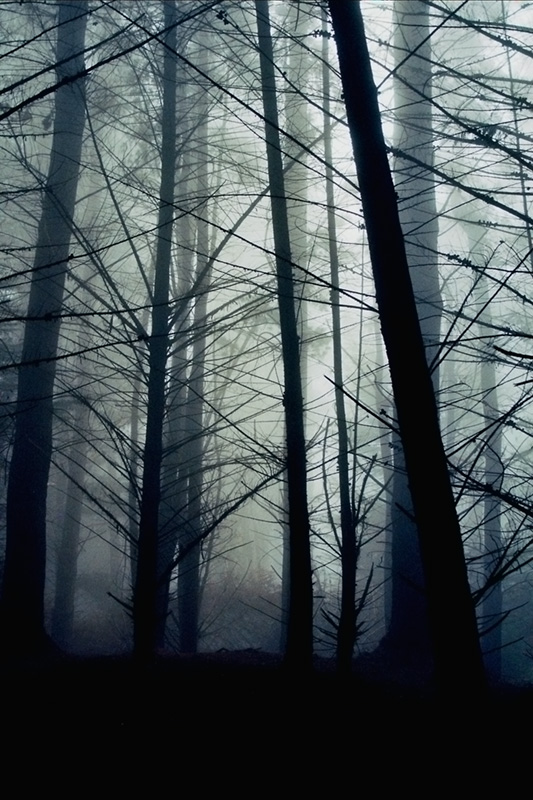 Caught in the Mist