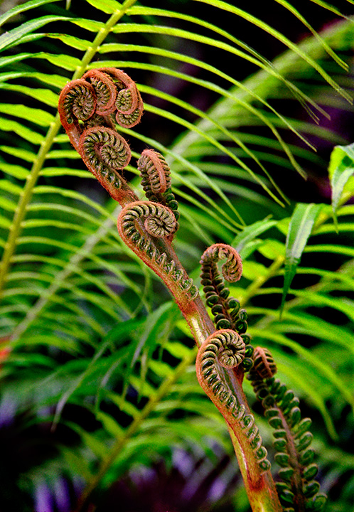Foster Fern
