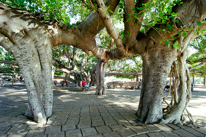 Lahaina Banyan Tree #3