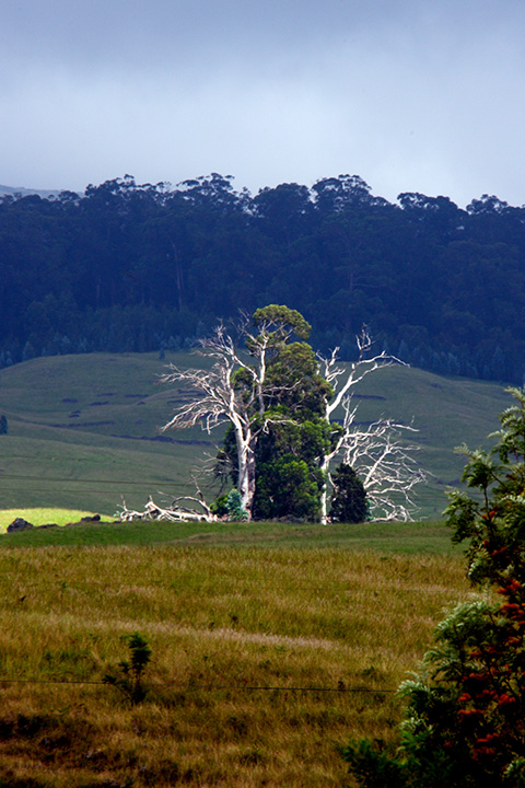Lord of the Trees