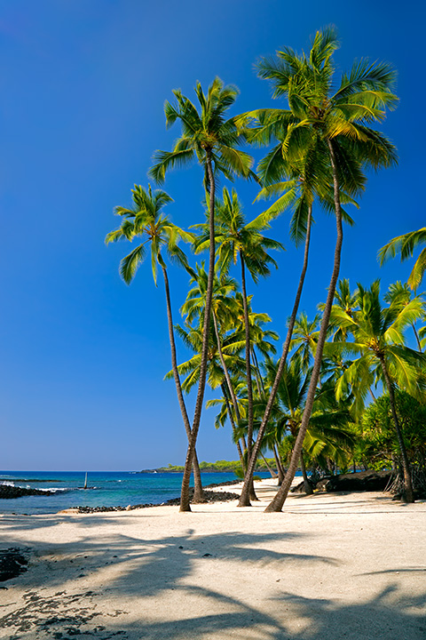 Palms on White Sand