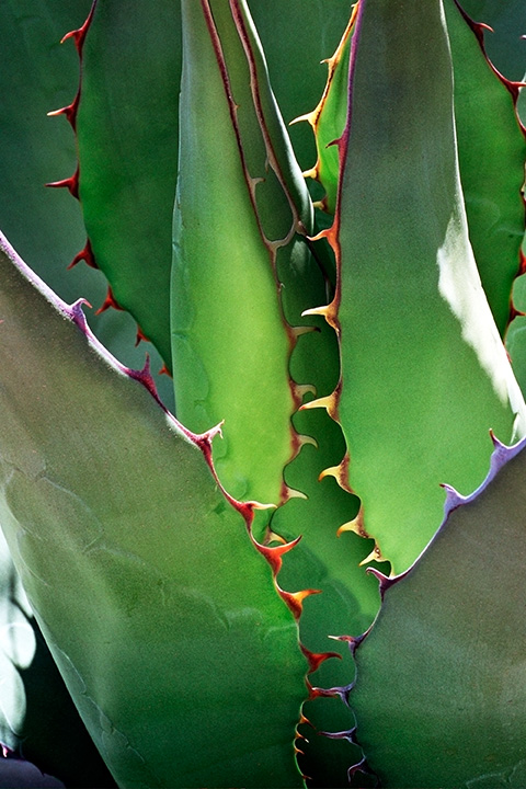 Crocodile Cactus