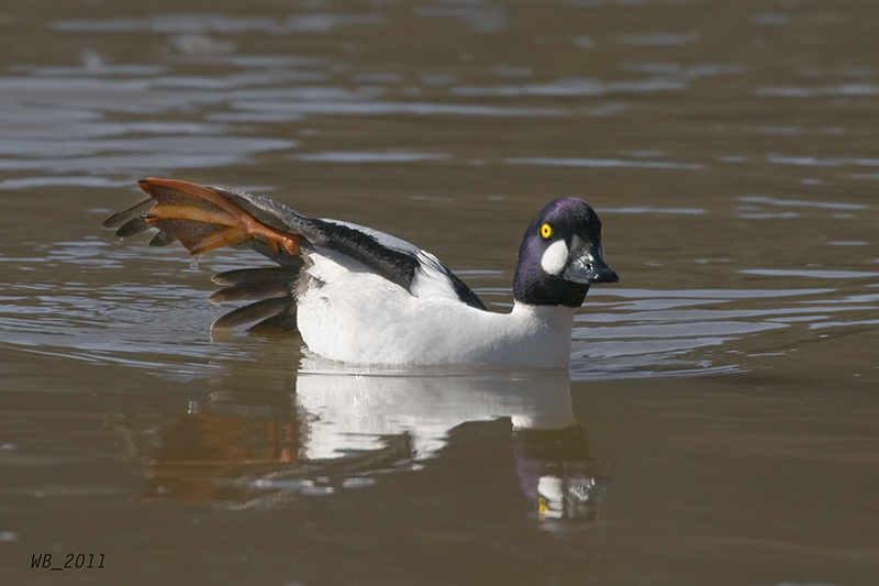 CommonGoldeneye_20110424_1454.jpg